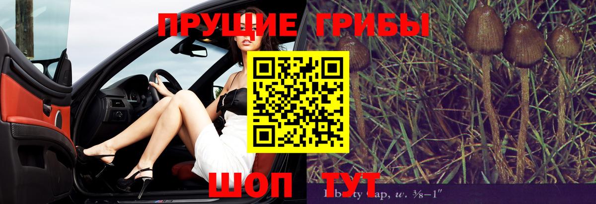 Галлюциногенные грибы Psilocybe Ейск